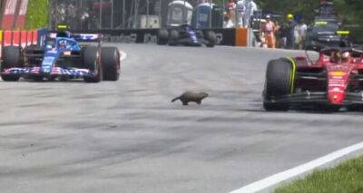 Canadian Grand Prix almost begins in tragedy as groundhog narrowly avoids being squashed