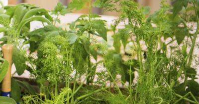 55p plants sold in ASDA, Aldi and Tesco will make sure no flies enter your house or flat during summer - manchestereveningnews.co.uk - Britain