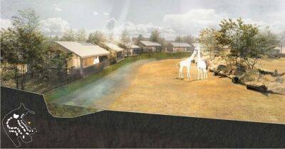 You might soon be able to spend the night at Chester Zoo - and wake up with giraffes roaming past your window - manchestereveningnews.co.uk - borough Manchester