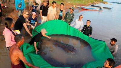 Giant 300kg stingray breaks record as largest freshwater fish ever discovered - euronews.com - Usa - China - Thailand - Vietnam - state Nevada - Cambodia - Laos - Burma