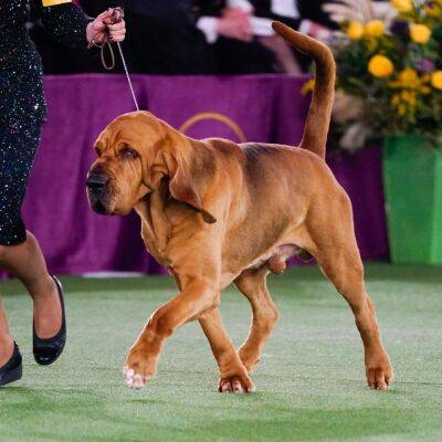 Trumpet the bloodhound wins Westminster Kennel Club Dog Show; French bulldog co-owned by NFL's Morgan Fox takes second