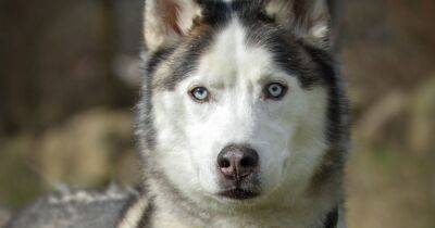 Elderly husky searching for retirement home has had no interest in months - manchestereveningnews.co.uk
