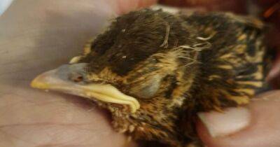 Injured baby blackbird dropped on pavement by magpie recovering after couple gave it life saving tweetment - manchestereveningnews.co.uk