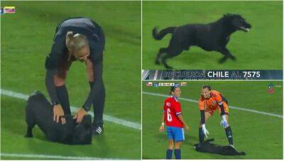 Funny football moments: Dog invades pitch during Chile vs Venezuela & refuses to leave - givemesport.com - Colombia - Venezuela - Chile