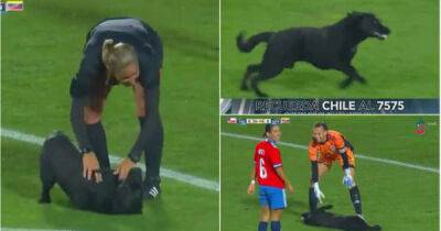 Brilliant video of dog running onto football pitch and refusing to leave goes viral [video] - msn.com - Colombia - Venezuela - Chile
