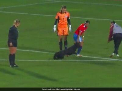 Watch: Dog Interrupts Women's International Football Match In Chile, Demands Pats And Belly Rubs - sports.ndtv.com - Britain - Scotland - Venezuela - Chile