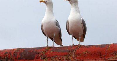 'Psycho' seagulls force family under siege to grab broom and garden parasol for protection