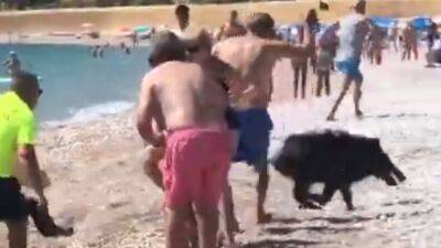 Aparece un jabalí en una playa de Alicante y embiste a una bañista - en.as.com