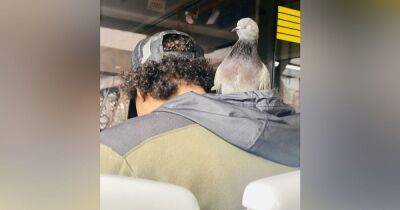Commuter seen carrying a pigeon in his hood on the tram in Manchester... "it was hard not to notice it" - manchestereveningnews.co.uk - Manchester - Colombia - London