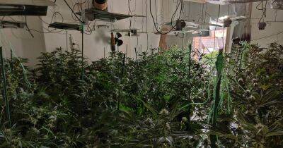 Police uncover 550 cannabis plants at house following tip-off - manchestereveningnews.co.uk - Manchester