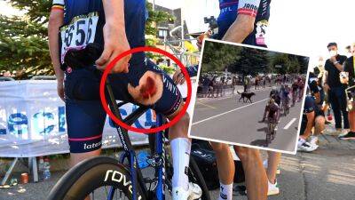 'Keep your dog at home!' - Yves Lampaert furious after dog 'suddenly' causes nasty crash at Tour de France