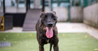 Two loving dogs searching for a home - of the breed that spends longer in kennels than others - manchestereveningnews.co.uk - Manchester