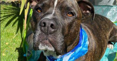 Vet issues urgent advice to dog owners as temperatures soar - manchestereveningnews.co.uk