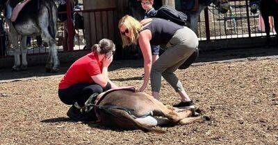 Farm hits back at rumours donkey 'collapsed' when giving children rides in the heat - manchestereveningnews.co.uk - Britain