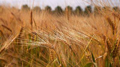 Can we grow climate change-resistant crops? - euronews.com - France - Croatia - Portugal - Italy - Norway