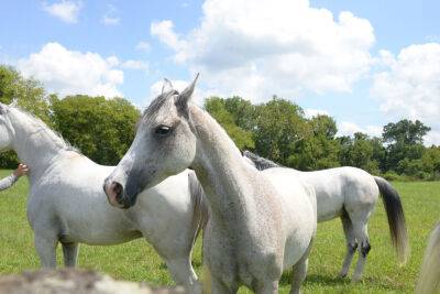 Tennessee state, university officials to conduct census on equine industry - foxnews.com -  Kentucky - state Tennessee