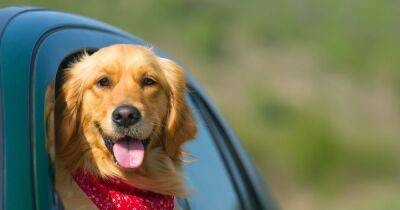 What penalty should dog owners face for leaving their pets in hot cars? - manchestereveningnews.co.uk - Britain