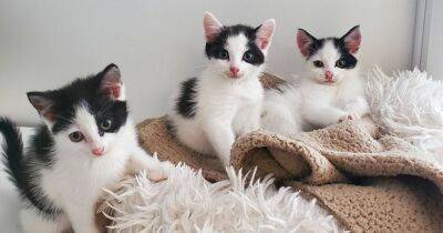 Horror as kittens dumped in wheelie bin and left to die on hottest day - manchestereveningnews.co.uk - county Newton