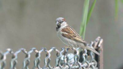 Why are Paris' iconic sparrows disappearing? - france24.com - France -  Paris