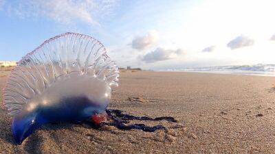 Woman in intensive care following rare man-of-war sting off Sicily coast