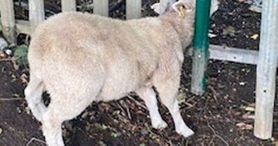 Emergency services scrambled after sheep gets head stuck in fence
