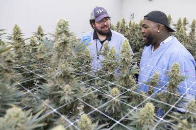 Baseball Hall of Famer David Ortiz unveils cannabis products: 'I embraced the flow of the flower' - foxnews.com - state Massachusets