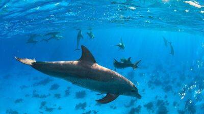 Dolphin poo plays 'significant role’ in helping coral reefs survive, says new study - euronews.com - Thailand - county Pacific - Maldives