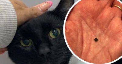 'He's a fighter': Horror after two-year-old cat left injured by SHOTGUN on fields near Dovestone Reservoir