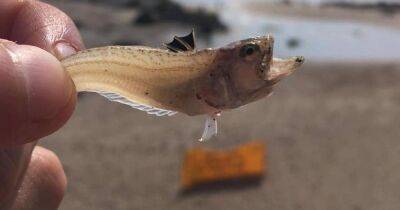Urgent beach warning as 15 people left in agony after being stung by tiny fish
