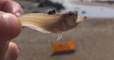 Urgent beach warning as 15 people left in agony after being stung by tiny fish - manchestereveningnews.co.uk