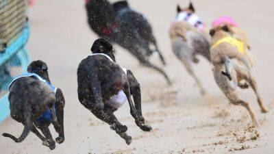 Weekend greyhound racing meetings all called off due to high temperatures