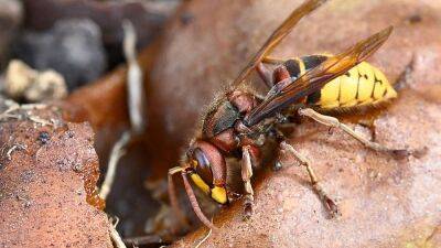 Cyclists hospitalised after hornet attack in France