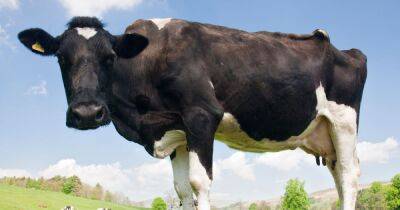 Woman out walking her dog trampled to death by herd of cows