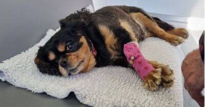 Owner of dog pulled under Audi in hit-and-run says she can't stop reliving what happened - manchestereveningnews.co.uk