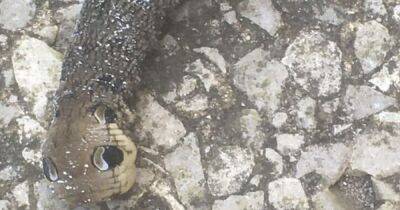 Bizarre creature with 'snake's head' spotted in garden - manchestereveningnews.co.uk - Manchester - Mongolia - Jordan