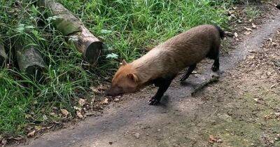 "What is that?!": People mystified by small furry animal 'spotted in local park' - manchestereveningnews.co.uk - Britain