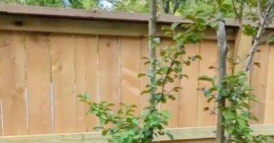Man embroiled in row with 'petty' neighbour has perfect response after they built fence