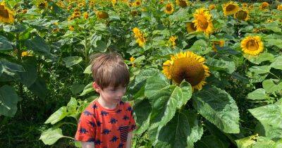 The sunflower meadow with sunflower ice cream in Greater Manchester
