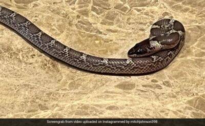 Snake Enters Mitchell Johnson's Hotel Room In Lucknow. Aus Great Says "Interesting Stay"