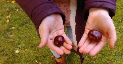 Best places to go conker hunting with the kids this autumn