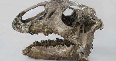Bring April back! Support Manchester Museum to install a full Tenontosaurus skeleton
