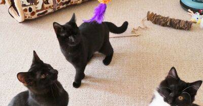 Brave and adorable little kitten trio with only two eyes between them find new home - manchestereveningnews.co.uk