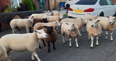Accidents wool happen! Sheep invade town after escaping from farmer's field - manchestereveningnews.co.uk - Manchester
