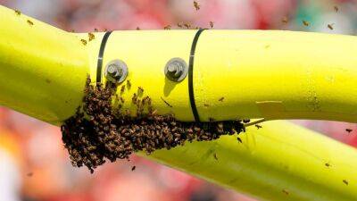 Swarm of bees inhabits goal post in Green Bay Packers-Tampa Bay Buccaneers game