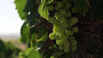 From winery error to culinary treasure: the journey of sherry vinegar - euronews.com - Spain