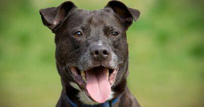 More than a year in kennels but Oscar the Staffy is STILL looking for a home