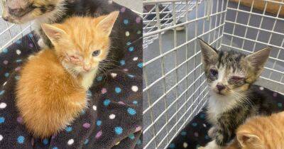 Urgent plea from rescue centre as two tiny kittens suffer ruptured eyes