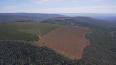 Deforestation in Brazil: NGO Mighty Earth points finger of blame at Carrefour - france24.com - France - Brazil - New York - Chile