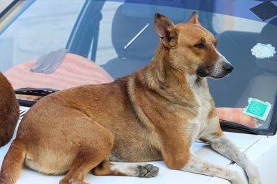 Heinz Schenk | A Delhi 'kanniedood' street dog named desire ... for a SIM card - news24.com - India