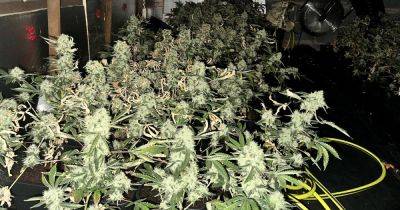Cannabis grow with 96 plants uncovered with man due to appear in court - manchestereveningnews.co.uk